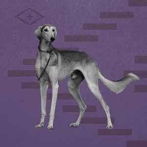 Saluki